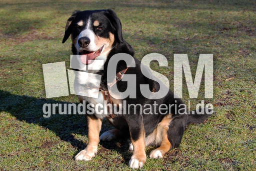 Entlebucher Sennehund_2.jpg